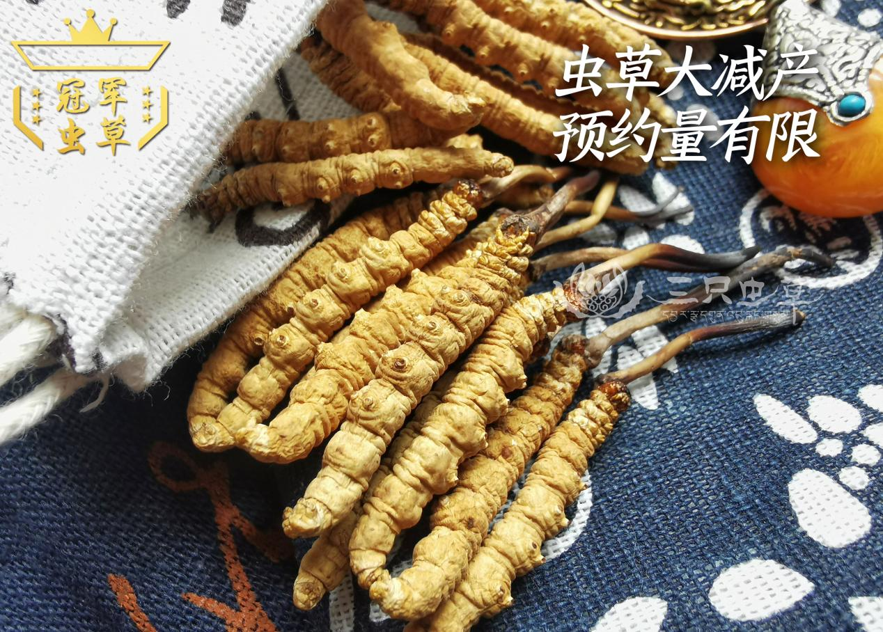 冬蟲(chóng)夏草哪里的最好？冬蟲(chóng)夏草在哪里有產(chǎn)地？