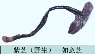 赤芝和紫芝因藥效得到長期臨床實踐和藥理研究的肯定.png 赤芝和紫芝因藥效得到長期臨床實踐和藥理研究的肯定.png