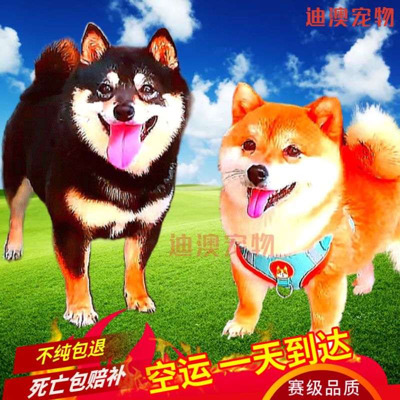 原創(chuàng)為什么柴犬很貴？哪里可以買到高性價(jià)比的柴犬？