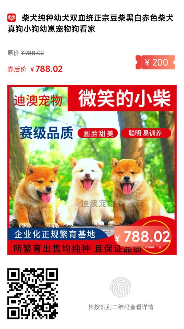 哪里可以買到高性價比的柴犬