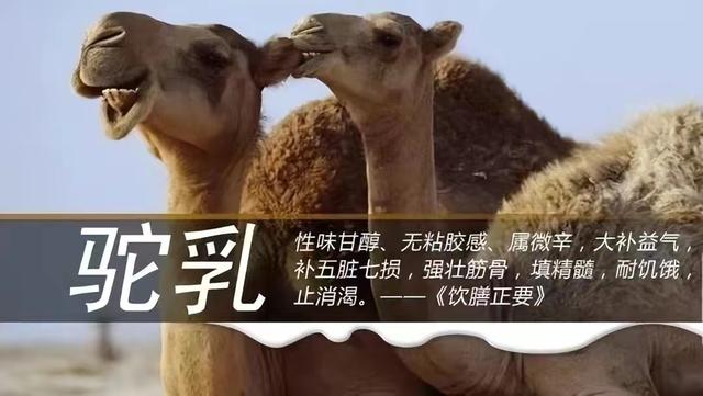 好的駱駝奶為什么難以買到？與牛奶相比，駱駝奶又有哪些不同呢？