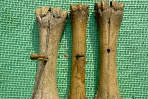 上面這些野生動(dòng)物的骨頭特征誰(shuí)能夠認(rèn)得出來(lái).jpeg
