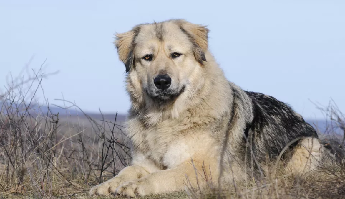 什么地方有高加索犬賣？高加索犬在哪買的？中國(guó)最好的高加索犬舍