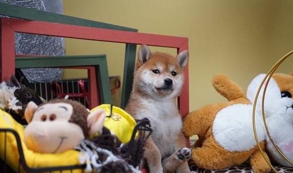 柴犬價(jià)格大概是多少？千元以內(nèi)可以買到純血統(tǒng)的柴犬嗎？